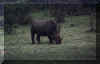 Chobe White Rhino.jpg (97009 bytes)