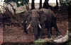 Elephant_Drinking_Front_View_Cracked_Varn.jpg (237742 bytes)