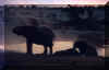 Etosha Elephants sand.jpg (61430 bytes)
