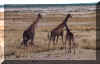 Etosha Giraffe.jpg (113029 bytes)