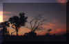 Okavango sunset.jpg (65342 bytes)
