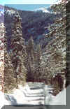 Sequoia road II.jpg (192029 bytes)