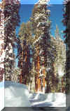 Sequoia road IV.jpg (206283 bytes)