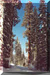 Sequoia tree II.jpg (190799 bytes)