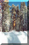 Sequoia tree.jpg (197668 bytes)